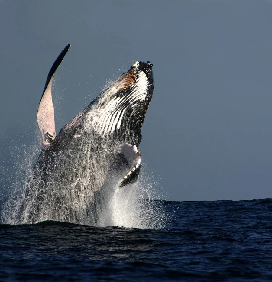 A humpback whale breaching clear of the water off Brunswick Heads