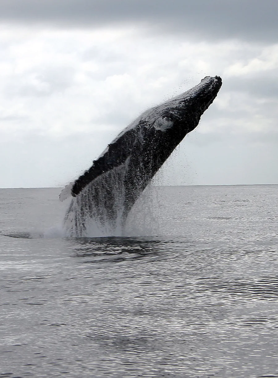 Humpback whale breaching beside the boat