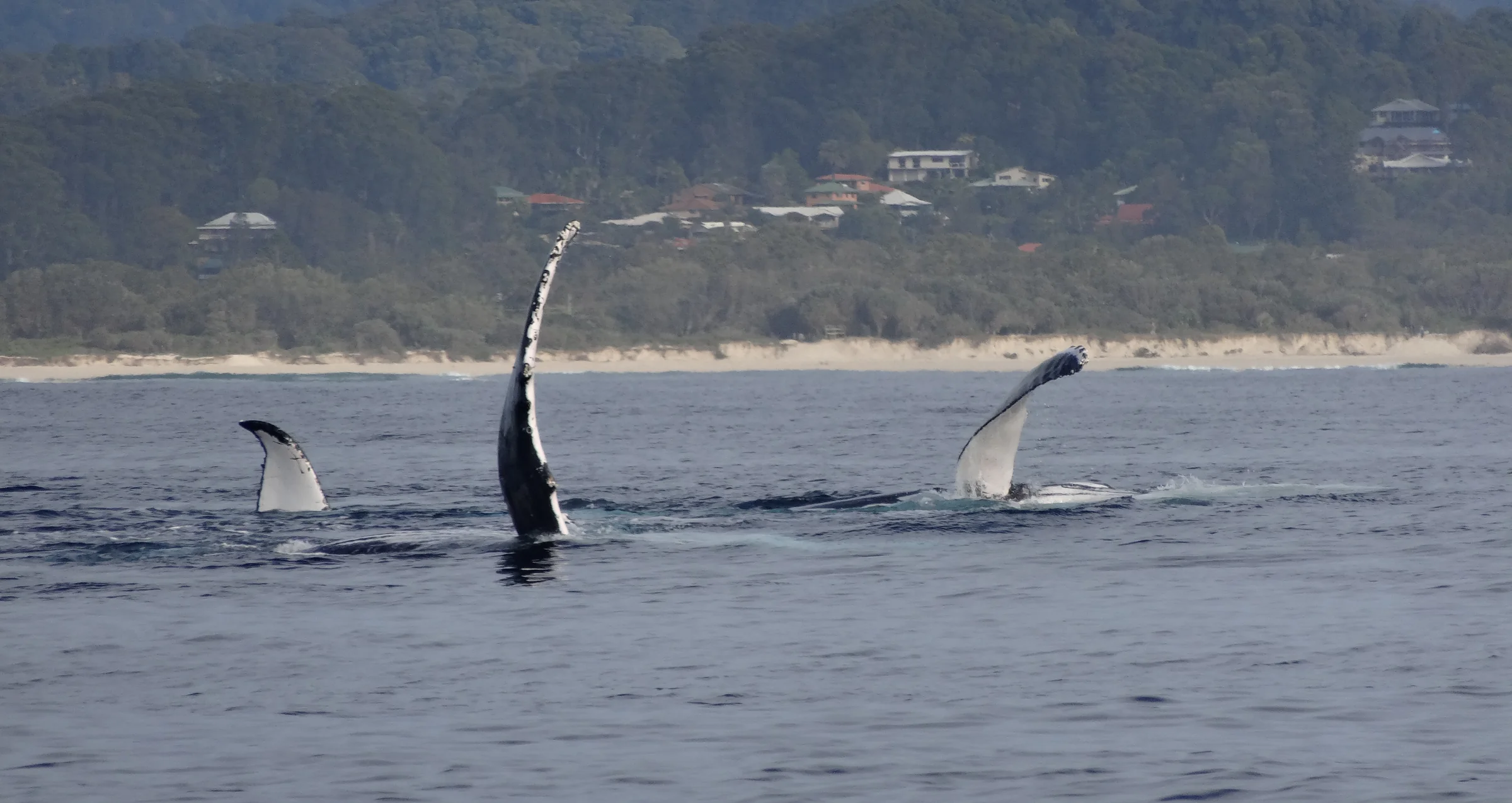 Three humpback whales pec-slapping close to the beach off Brunswick Heads